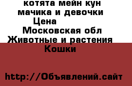 котята мейн кун 2мачика и девочки › Цена ­ 10 000 - Московская обл. Животные и растения » Кошки   